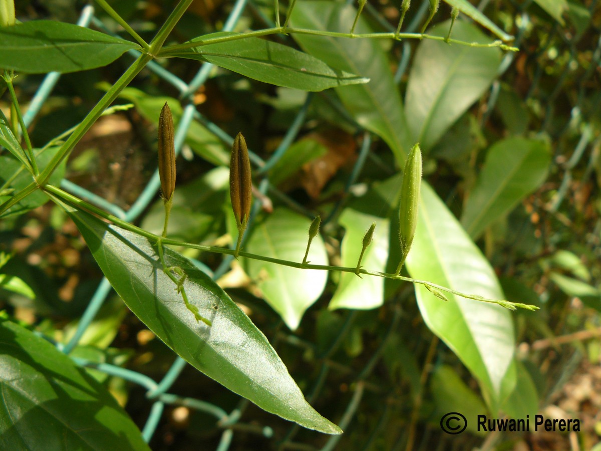 Andrographis paniculata (Burm.f.) Nees